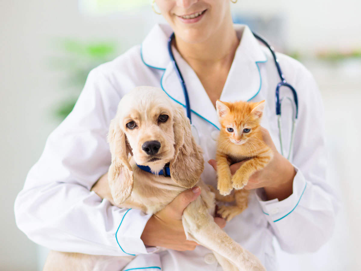 Ensuring the Best for Your Pet: A Complete Guide to Pet Insurance and Leading Providers in 2023