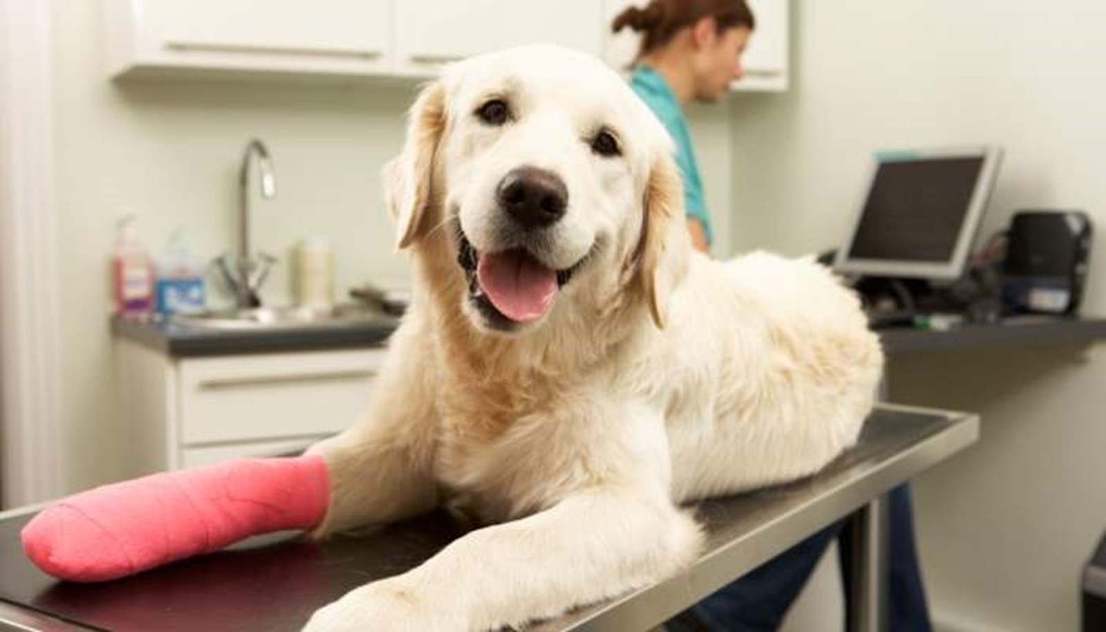 Safeguarding Your Furry Family: The Ultimate Guide to Pet Insurance and Top Providers in 2023